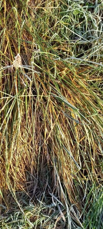 Calamagrostis arenaria — soil improver houseplant