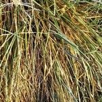 Calamagrostis arenaria