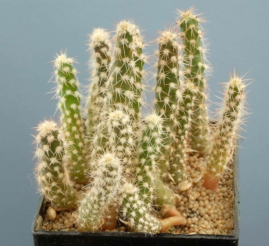 Maihueniopsis camachoi — related species from the same genus