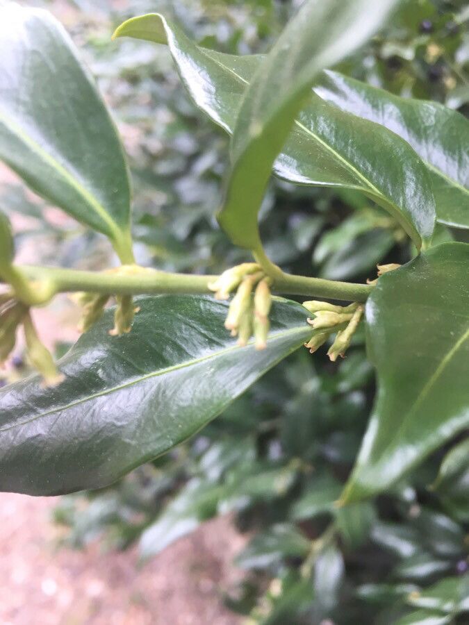 Sarcococca coriacea flower
