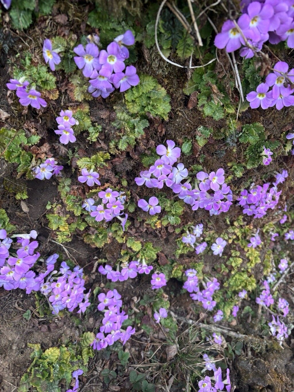 Primula scapigera — houseplant care guide