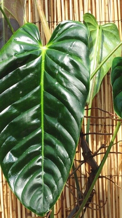 Philodendron esmeraldense — pet friendly houseplant