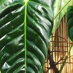 Philodendron esmeraldense