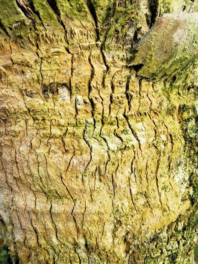 Thrinax parviflora bark