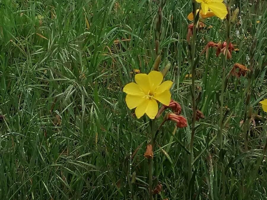 Oenothera stricta flower