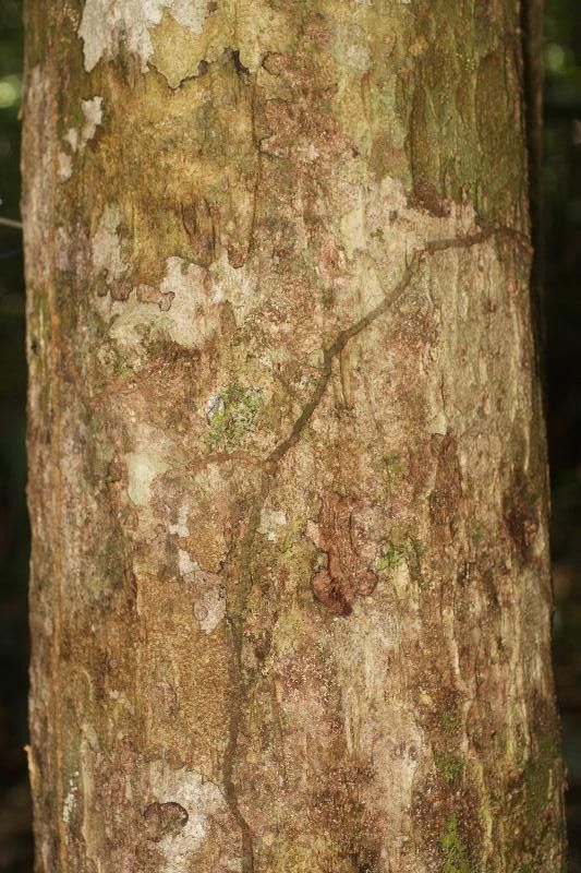 Eschweilera micrantha bark
