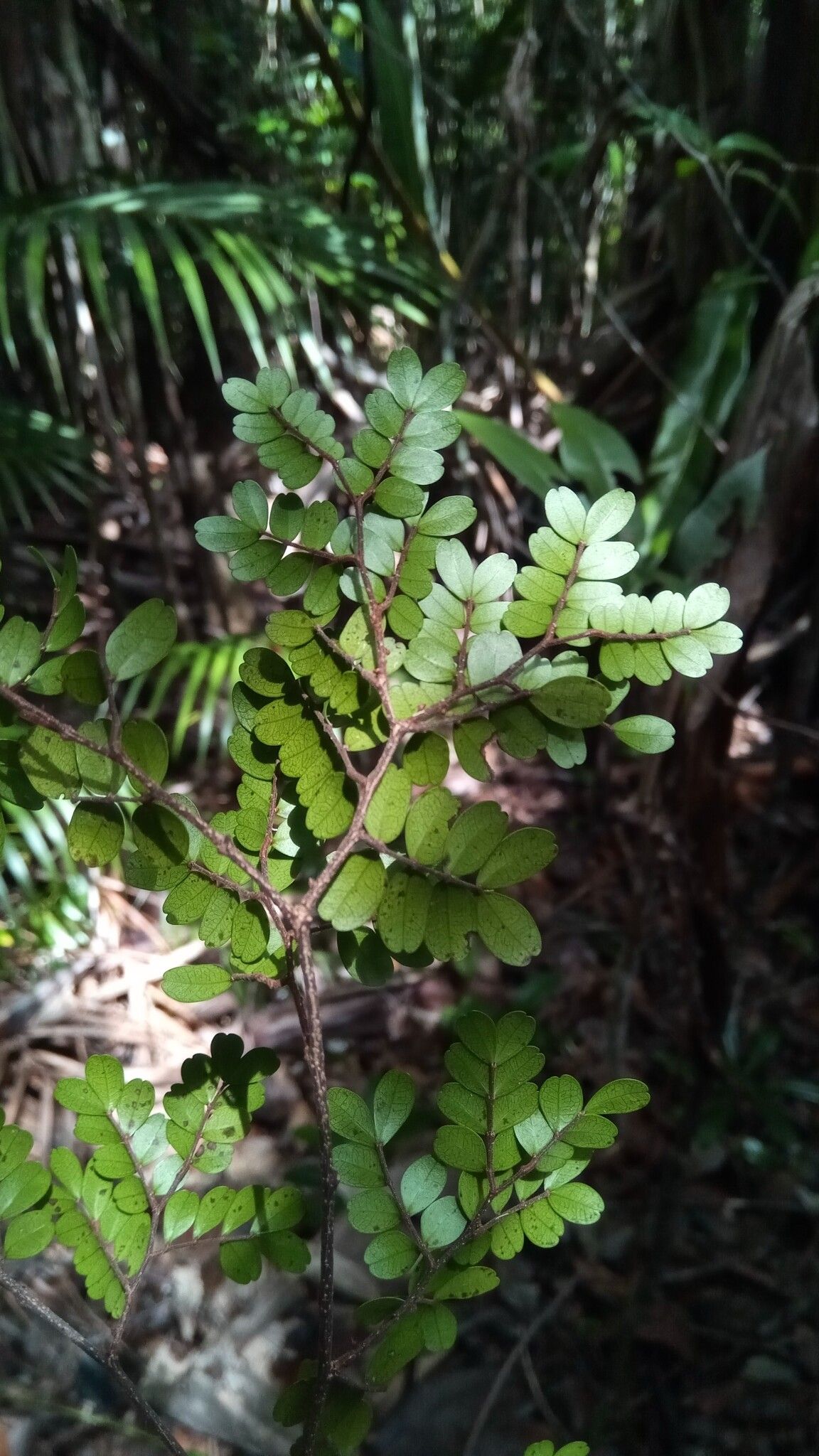 Cynometra abrahamii leaf