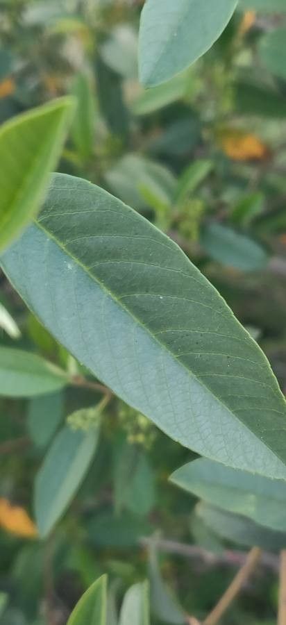Frangula californica leaf