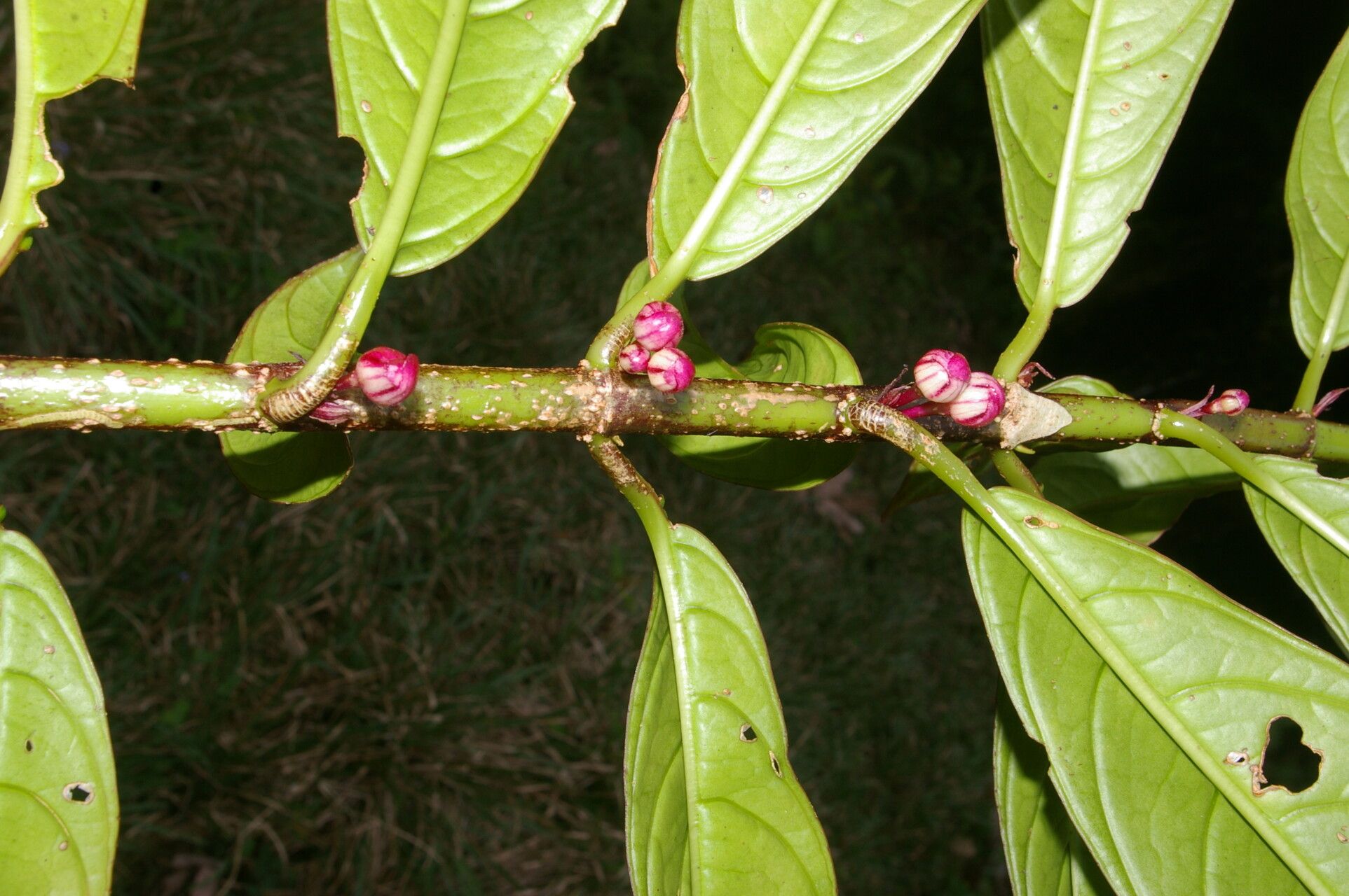 Drymonia stenophylla flower
