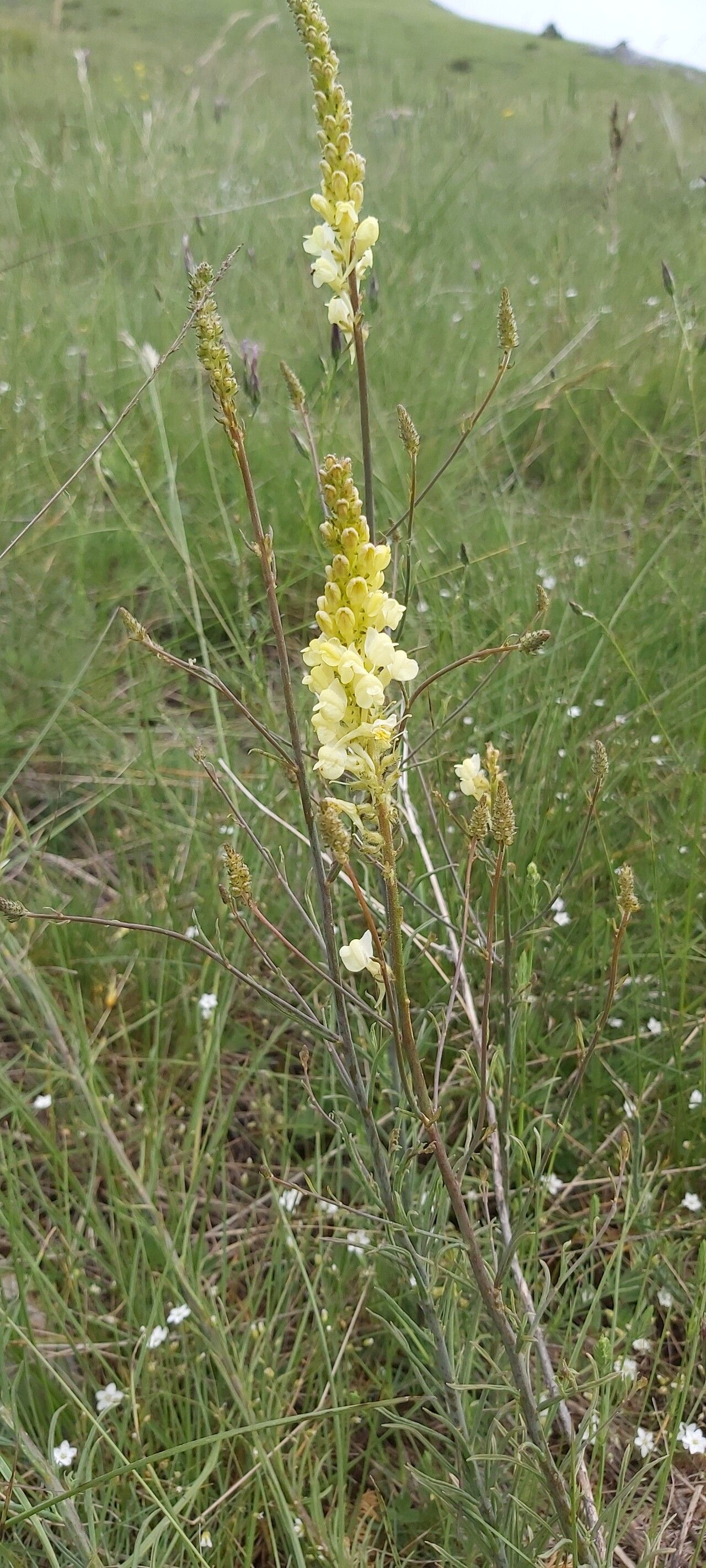 Linaria peloponnesiaca habit