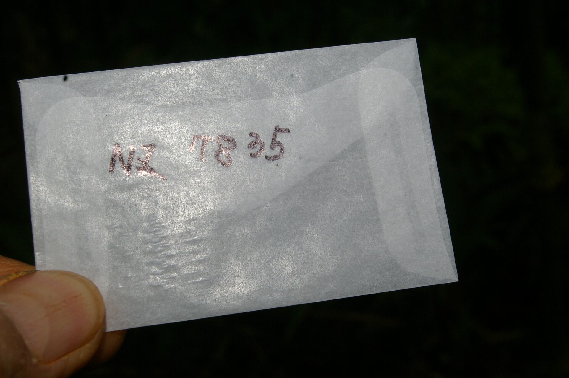 Clusia salvinii other