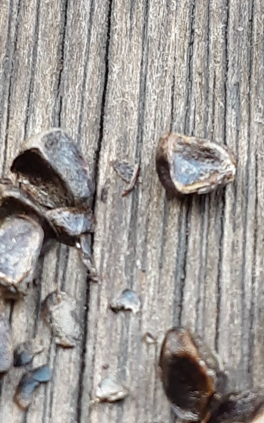 Aloe citrina — houseplant care guide