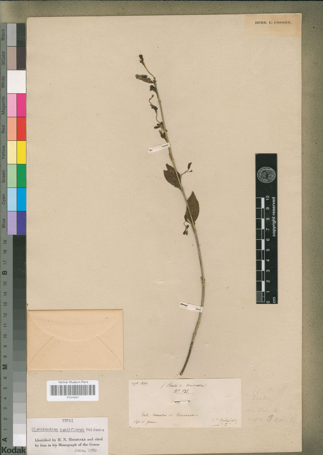 Clerodendrum pauciflorum — houseplant care guide