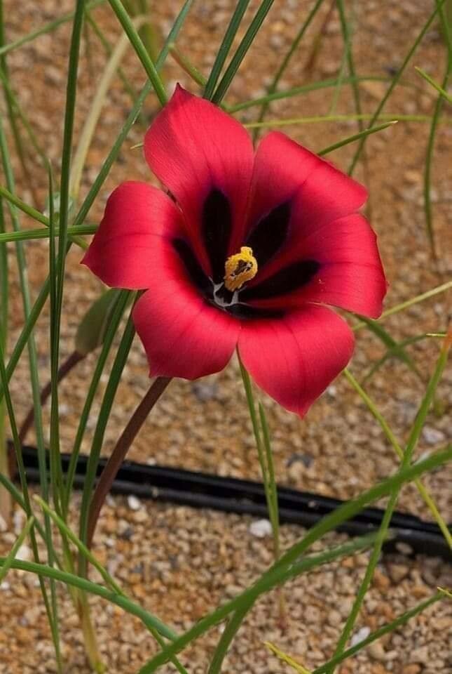 Romulea monadelpha — search result for 'Romulea'