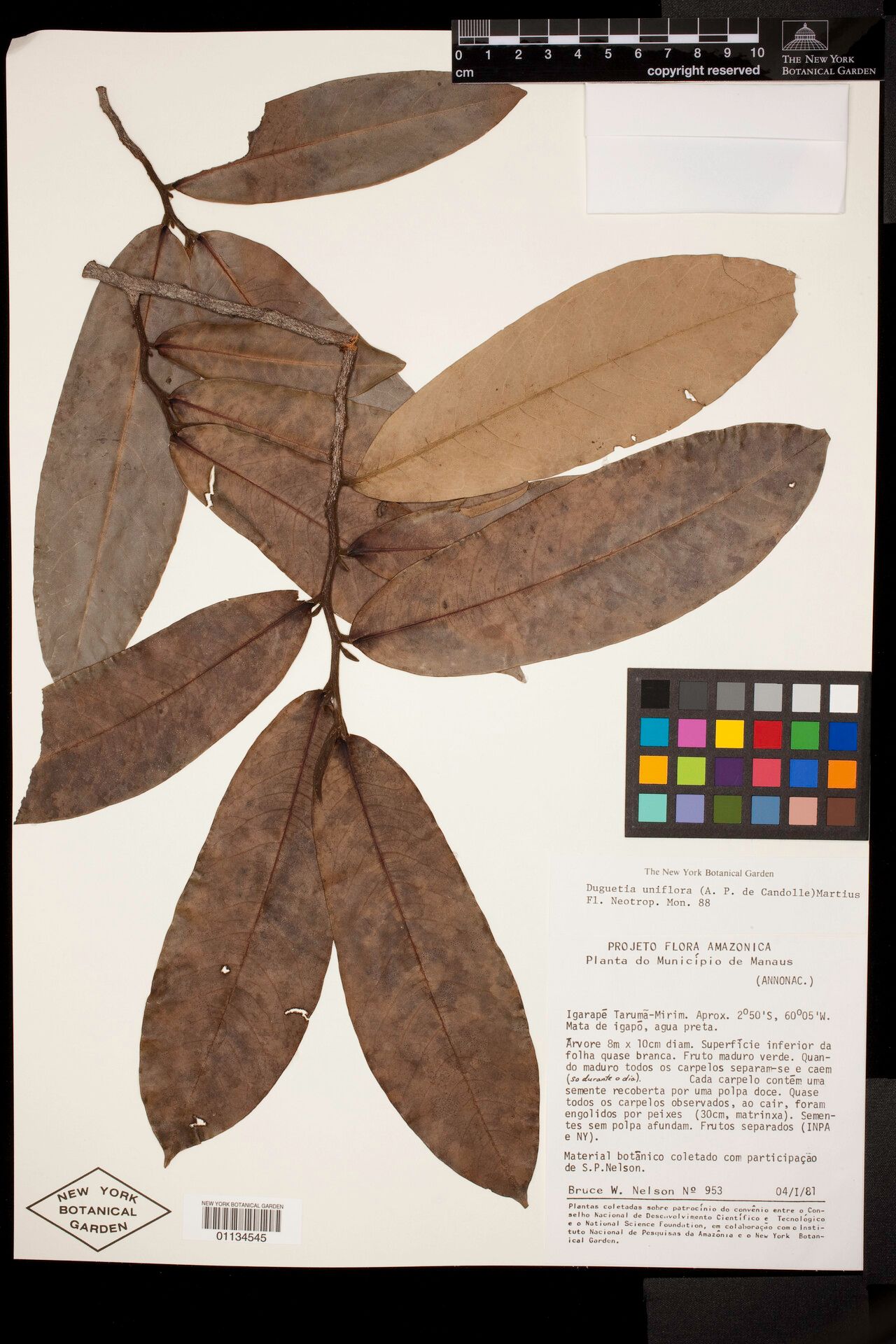 Duguetia uniflora leaf