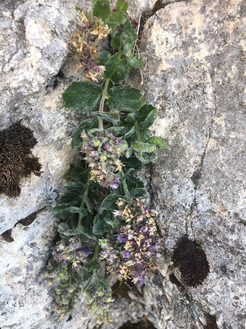 Paederota bonarota fruit