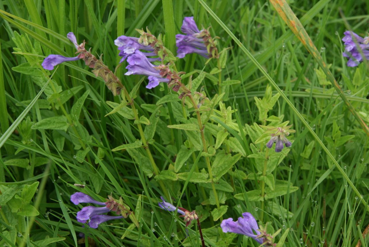 Scutellaria hastifolia habit