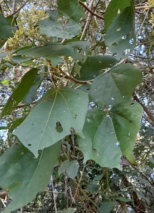 Heliocarpus popayanensis — related species from the same genus