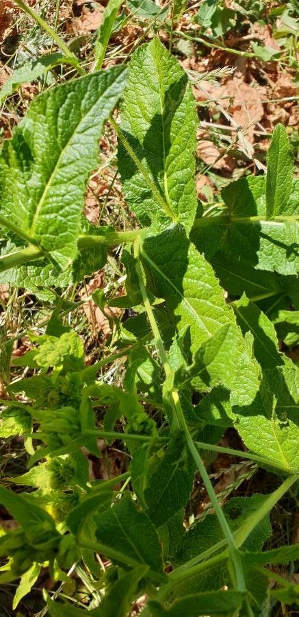 Pentanema bifrons leaf