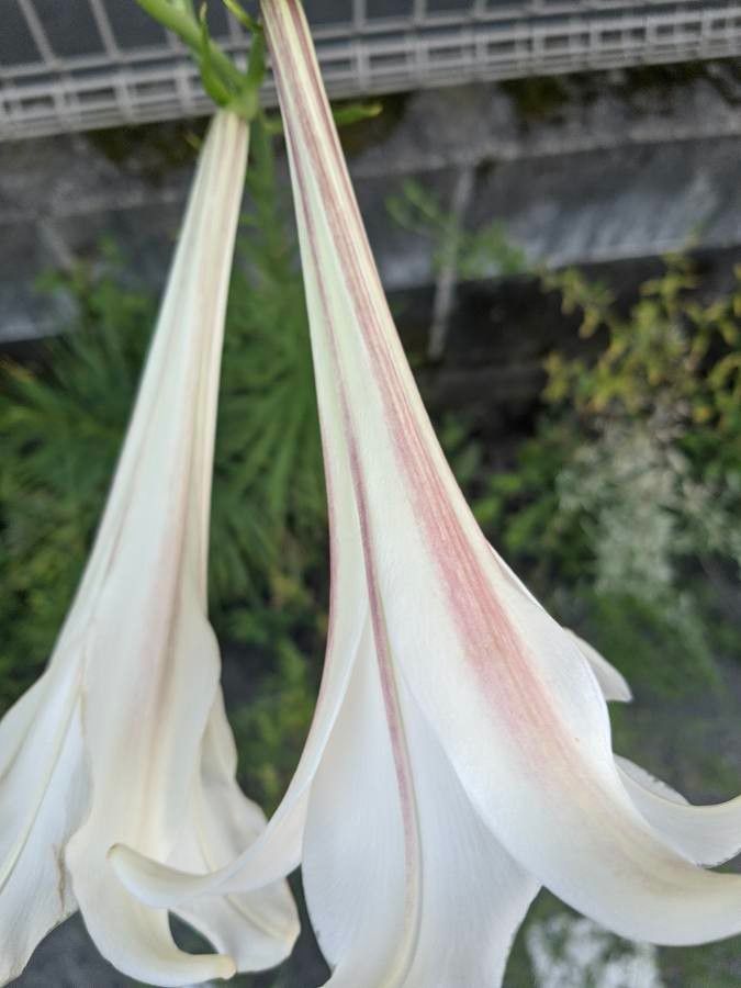 Lilium formosanum flower