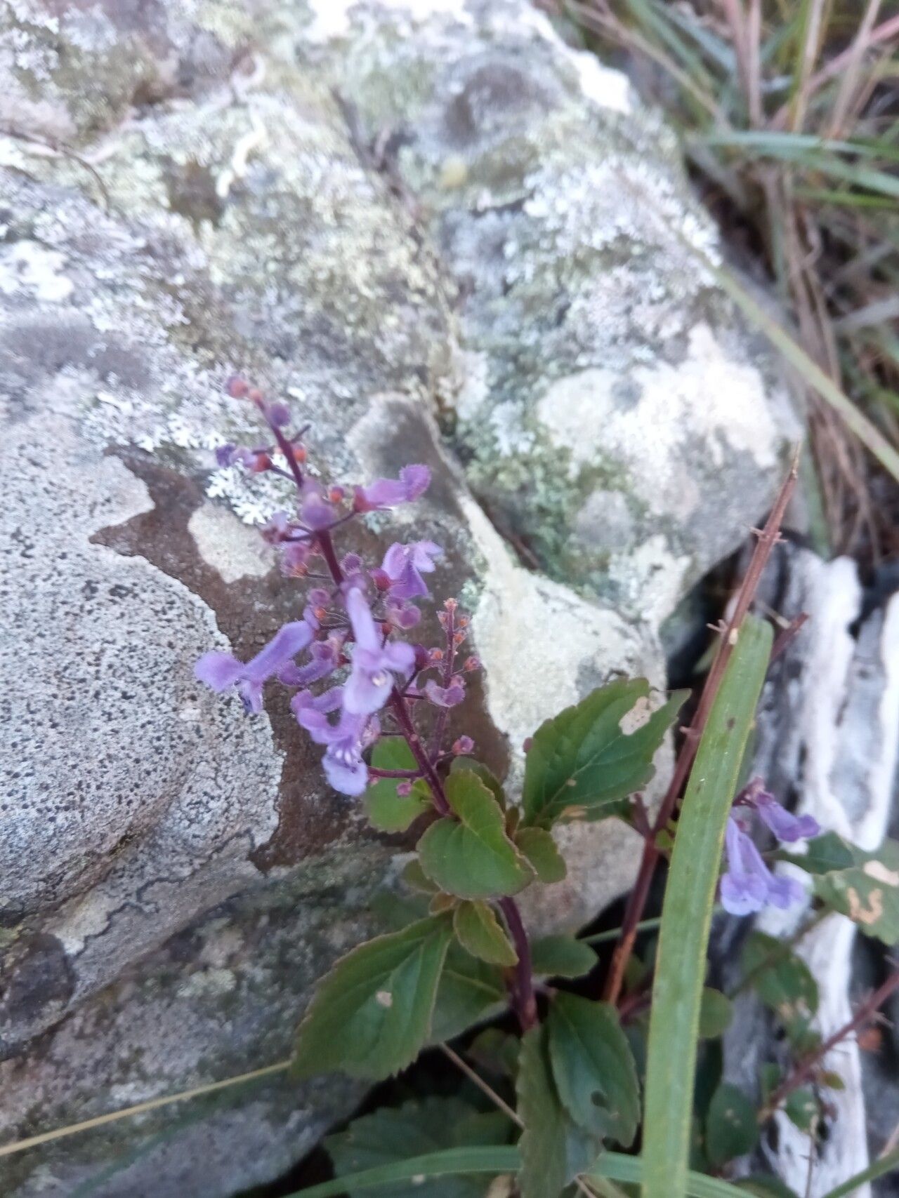 Plectranthus secundiflorus flower