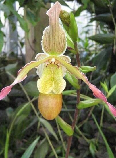 Phragmipedium × pfitzerianum — houseplant care guide