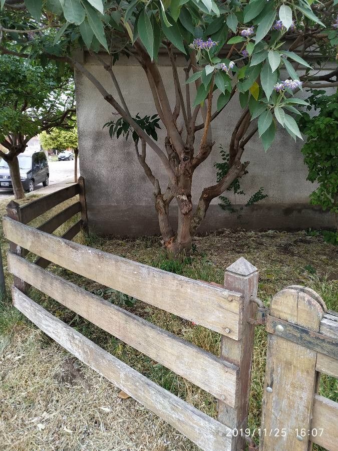 Solanum marginatum bark