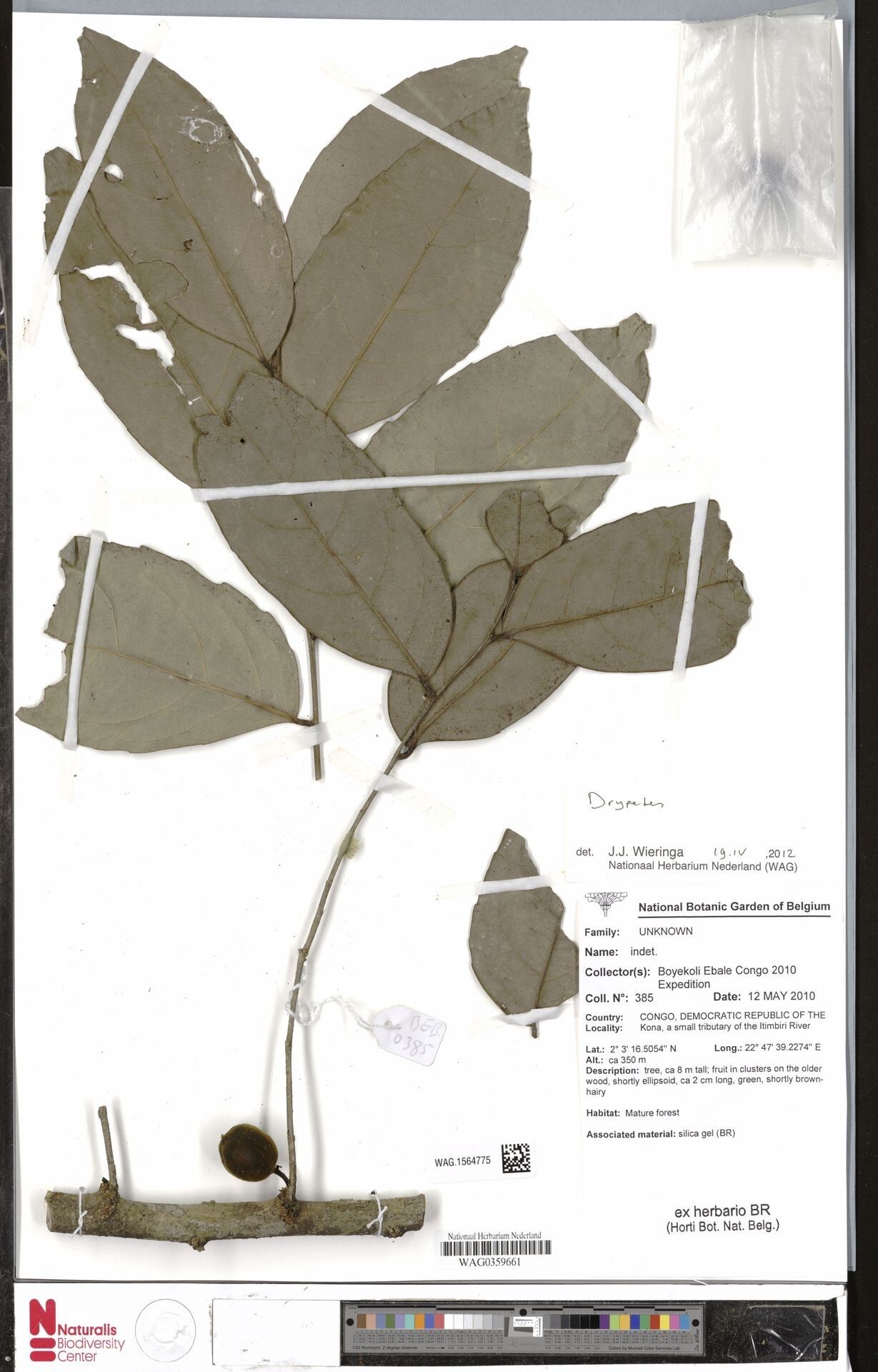 Drypetes spinosodentata — houseplant care guide