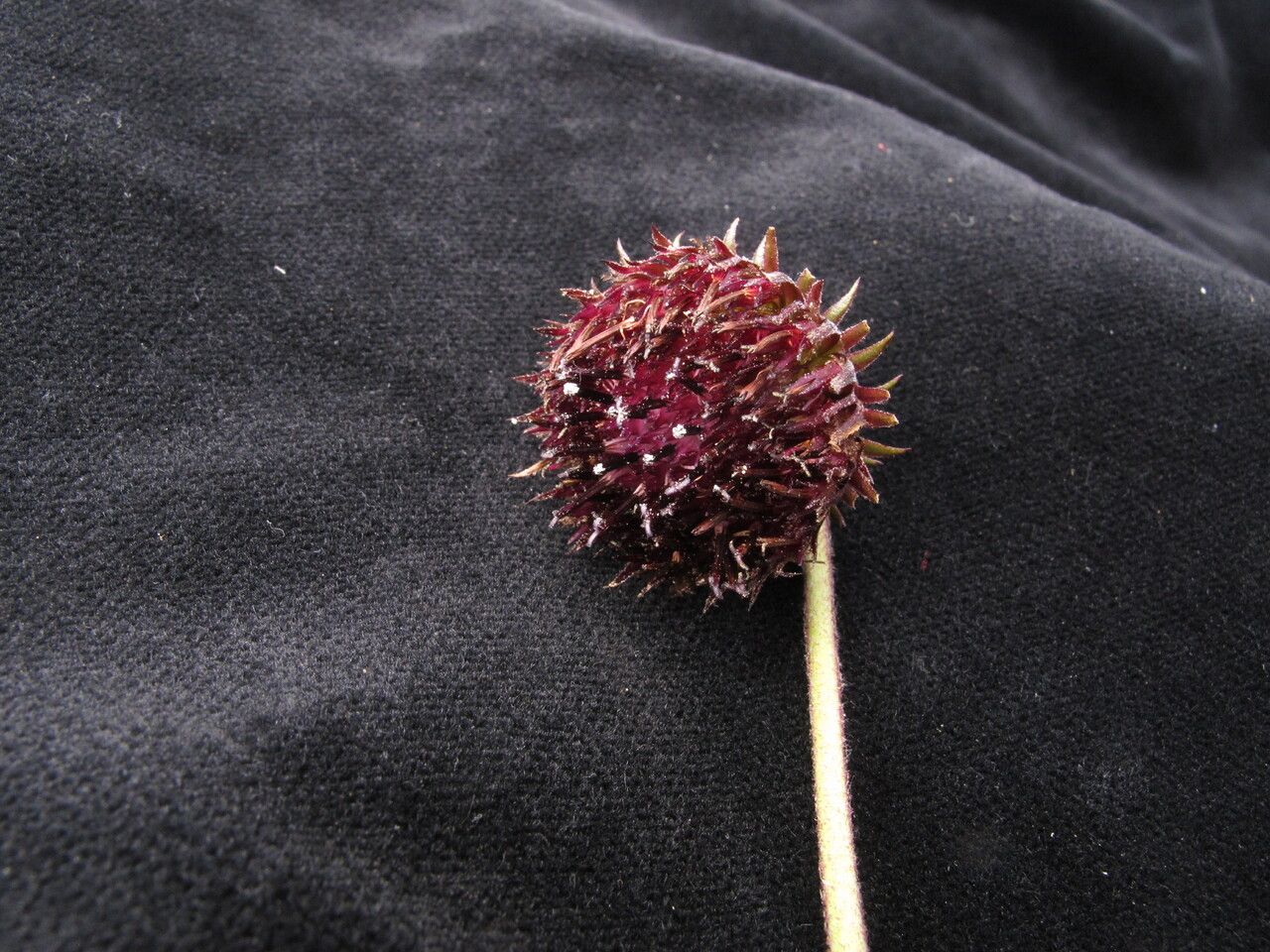 Saussurea macrota — houseplant care guide