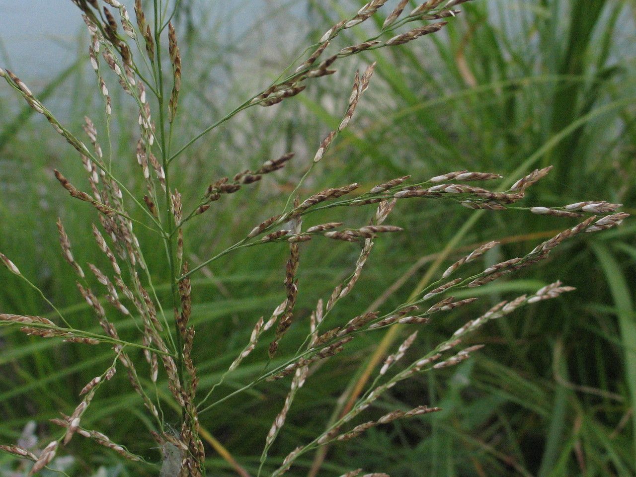Catabrosa aquatica fruit