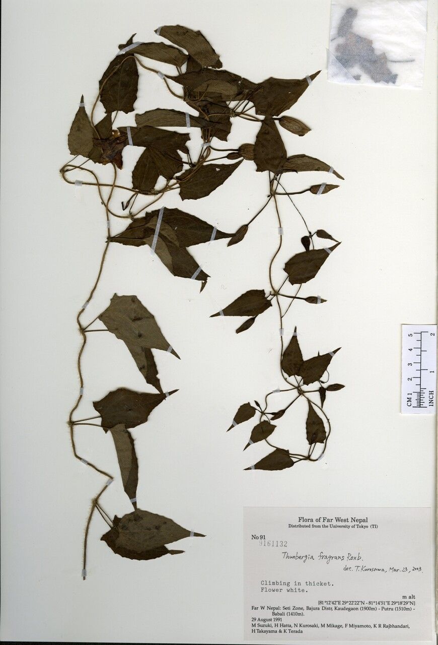 Thunbergia nepalensis other
