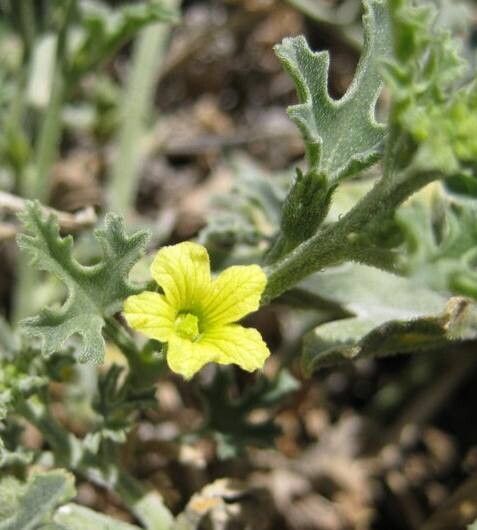 Citrullus ecirrhosus flower