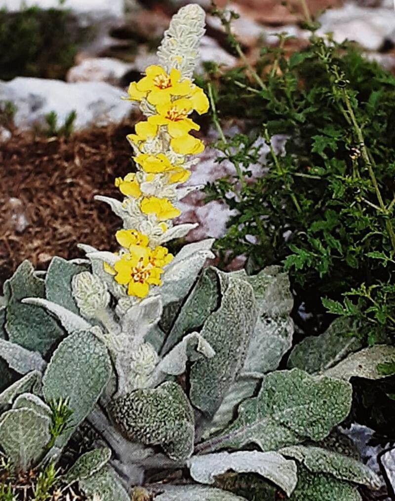 Verbascum reiseri — search result for 'Verbascum'