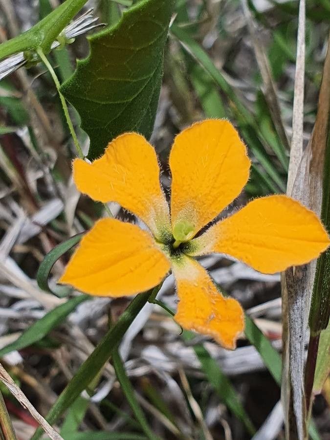 Momordica boivinii flower