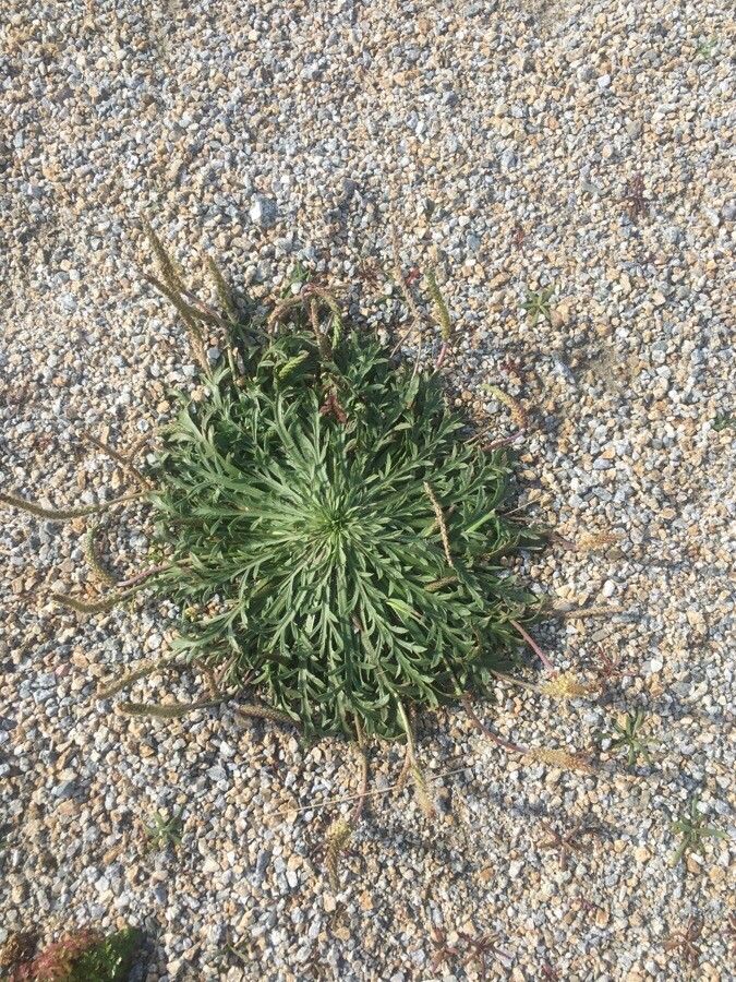Plantago weldenii leaf