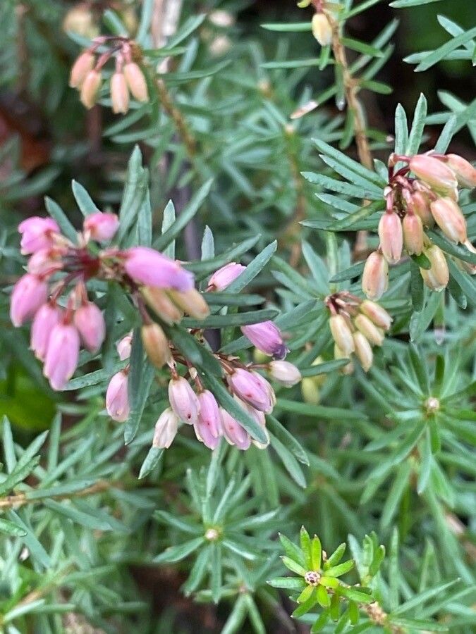 Erica carnea — search result for 'Central and southern Europe'
