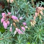 Erica carnea