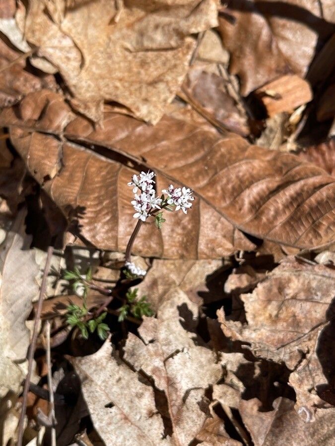 Erigenia bulbosa — houseplant care guide