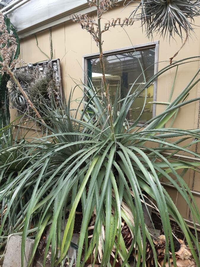 Puya vasquezii habit