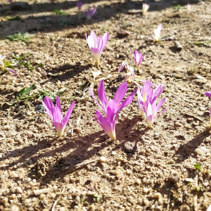 Colchicum filifolium habit