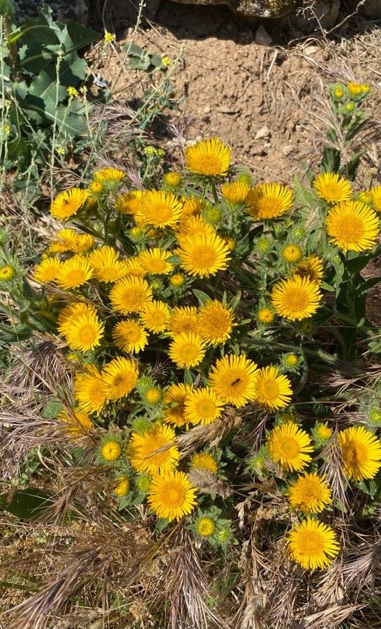 Inula helenioides flower