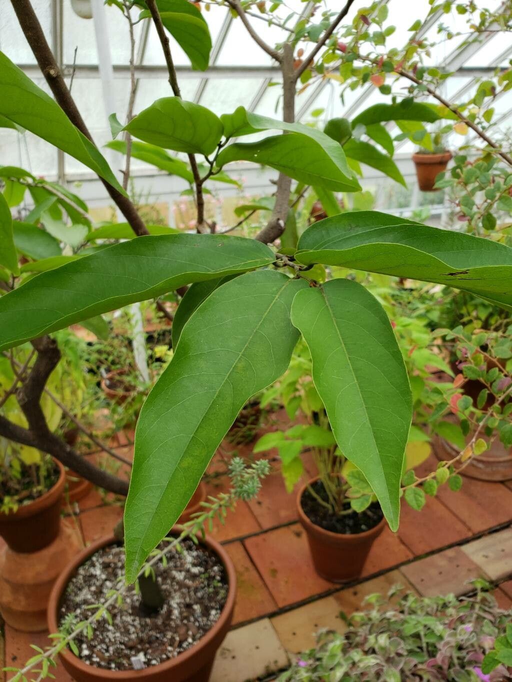 Mitrephora wangii leaf