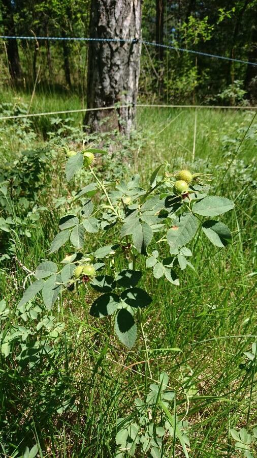 Rosa montana fruit