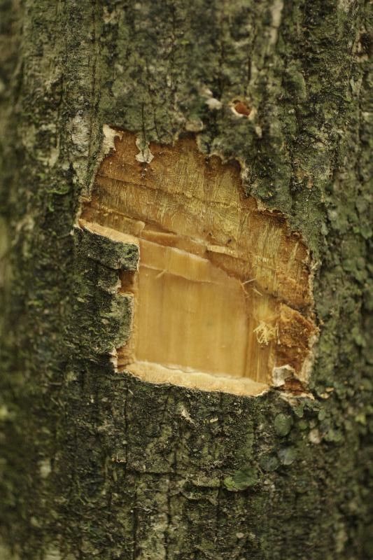 Duguetia surinamensis other