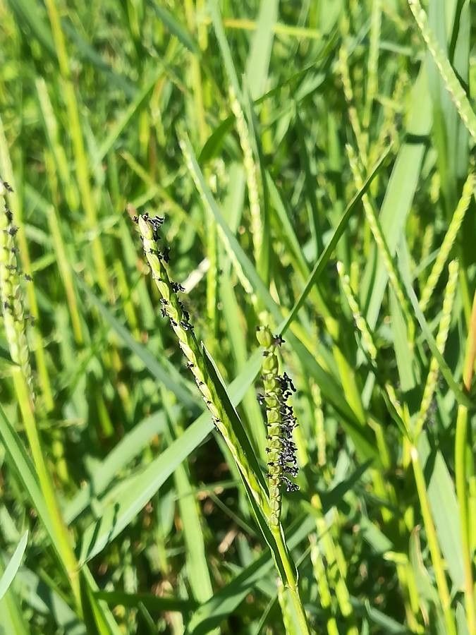 Paspalum distichum flower