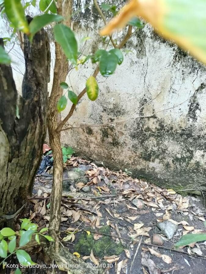 Jasminum multiflorum bark