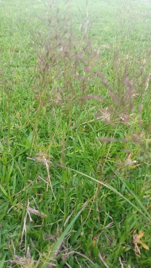 Chrysopogon aciculatus — related species from the same genus