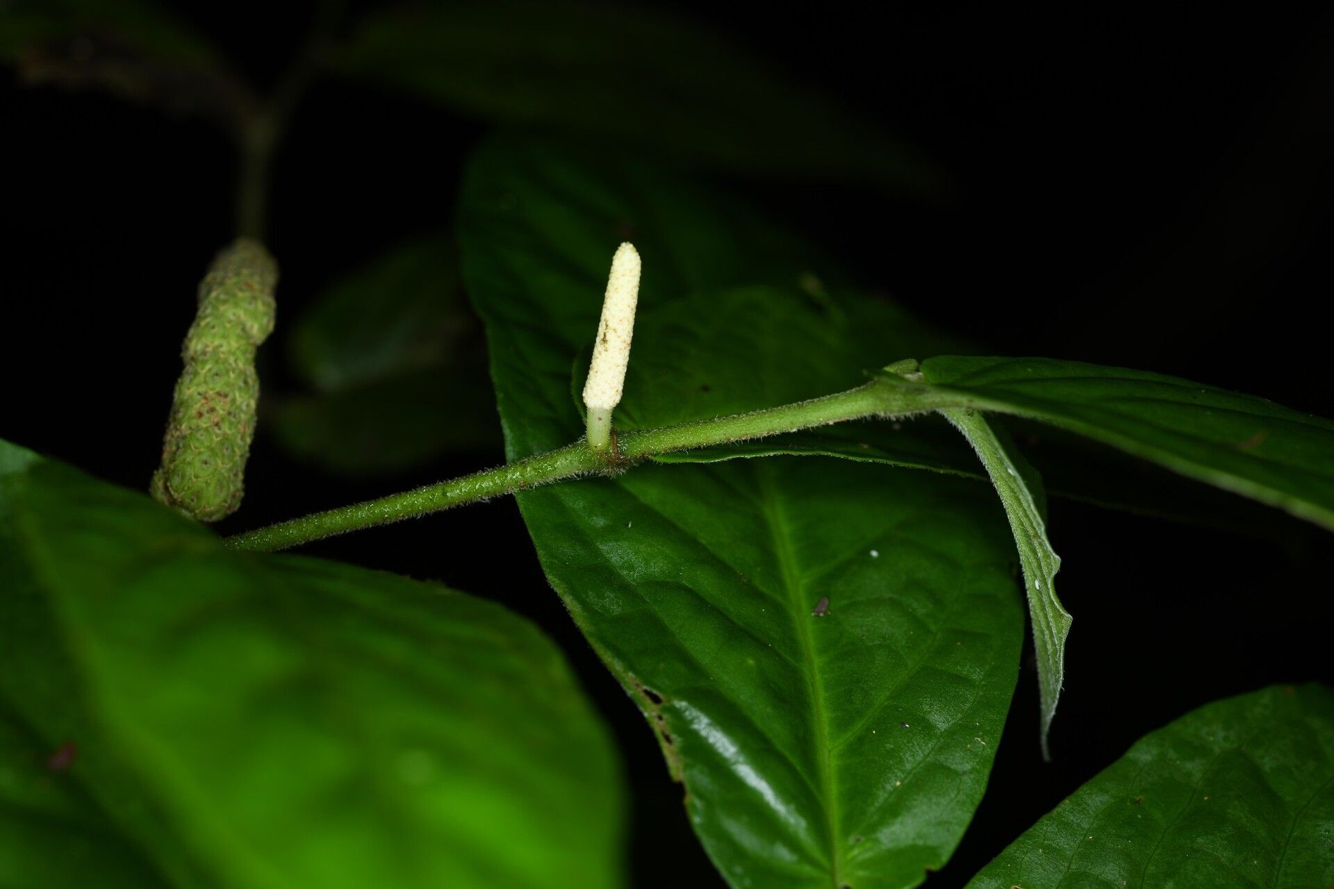 Piper demeraranum fruit