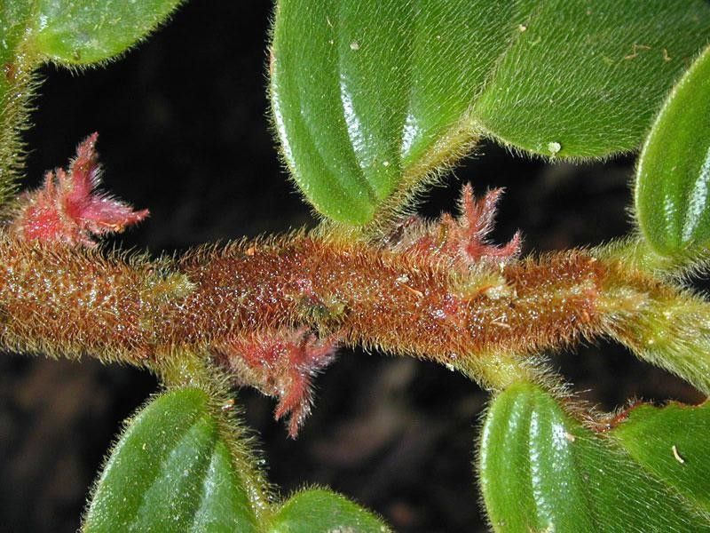 Columnea maculata bark