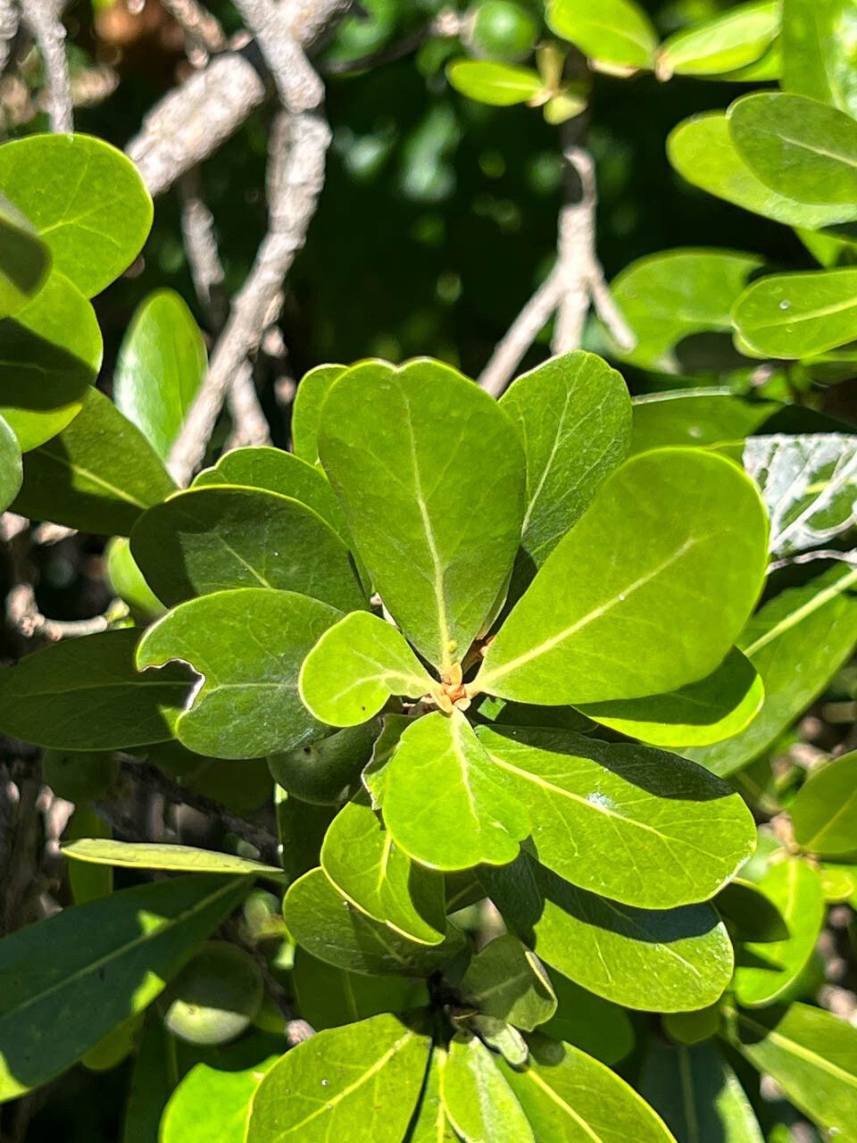 Planchonella cinerea leaf